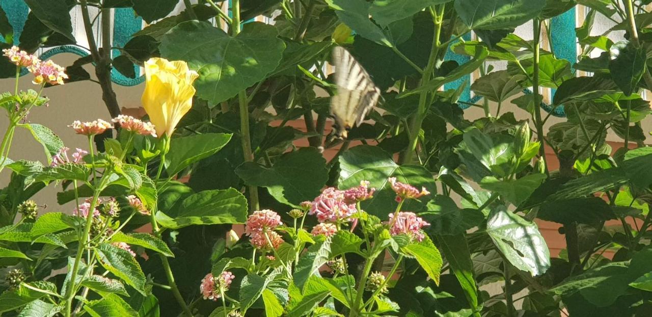 Appartamento Con Giardino Sul Mare Gallipoli Zewnętrze zdjęcie